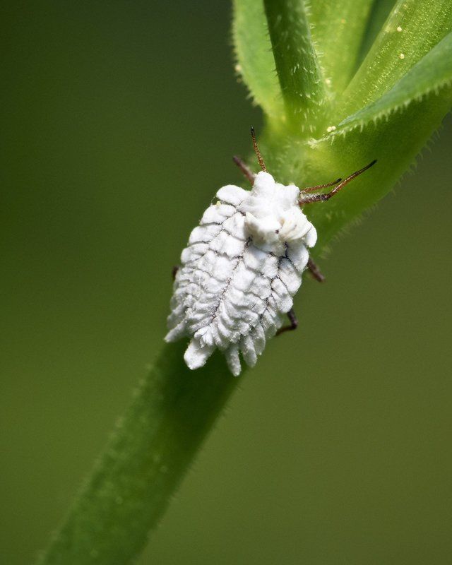 Белоснежка фото превью