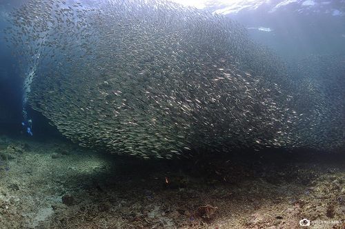 Еще немного сардин, которых  больше нет