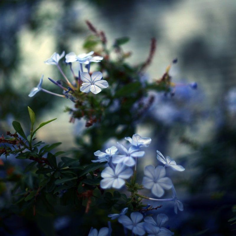 *** фото превью