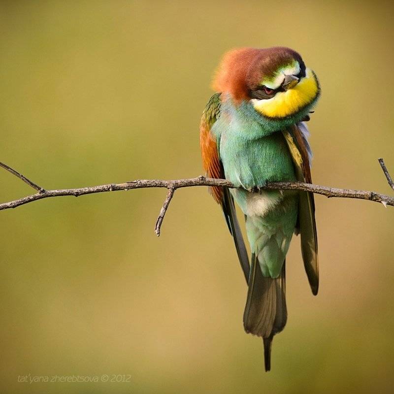 , Татьяна Жеребцова