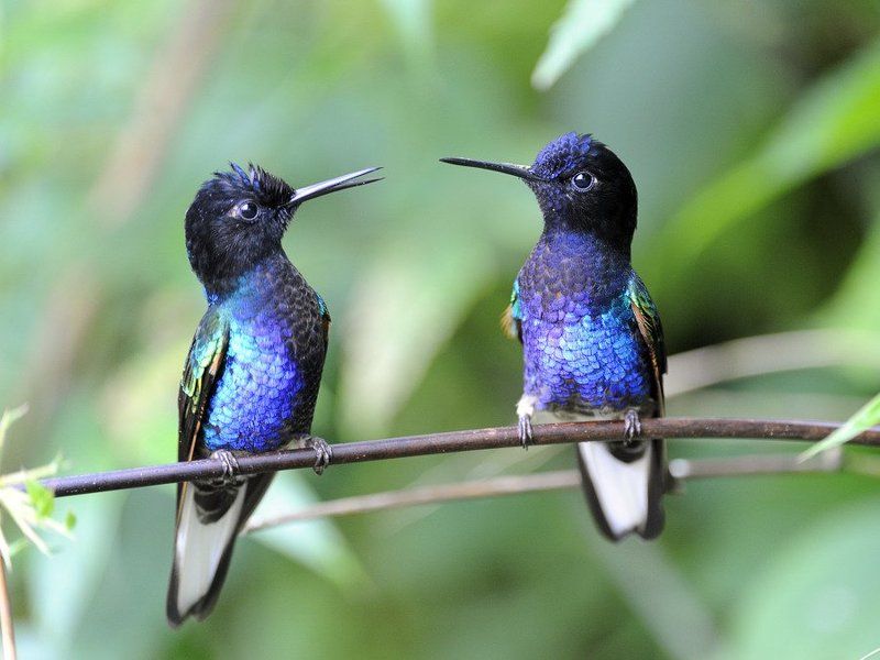 животные и стрит фото превью