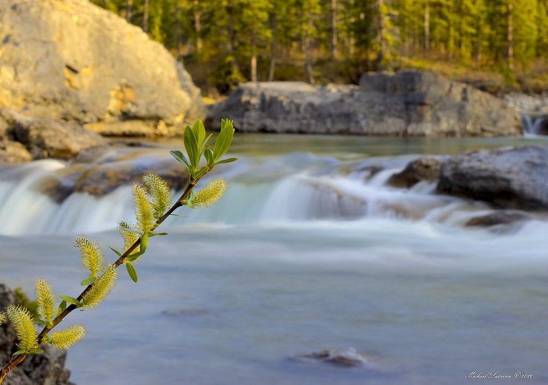 may, spring, flower, water, waterfall, evening, suset, light Blooming May\'s spray... фото превью