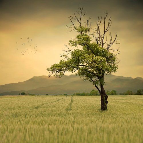 The watchman