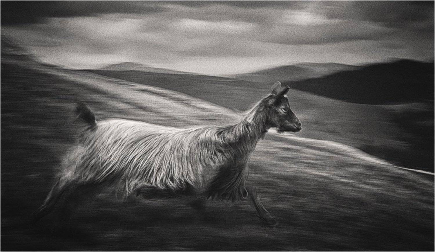 , Денис Кривой