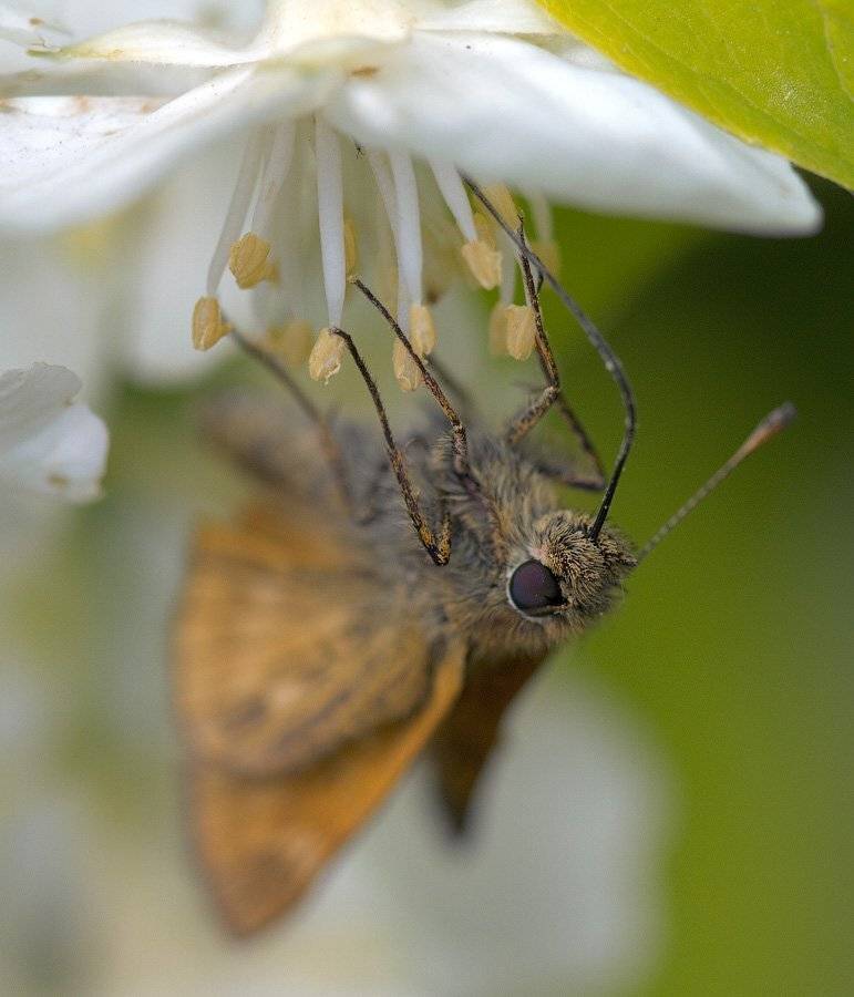 , Юлия Болдинова