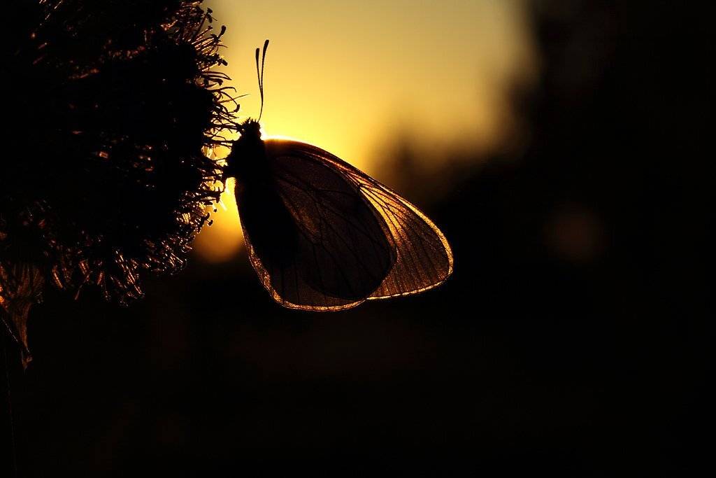 бабочка, боярышница, Сергей Таланов