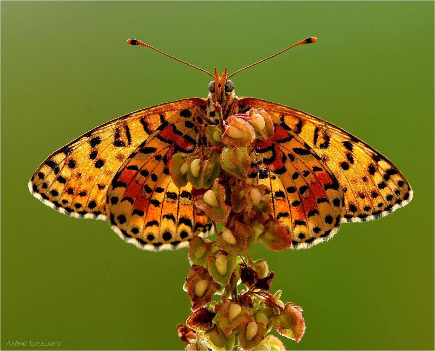 , Алёна Шевцова