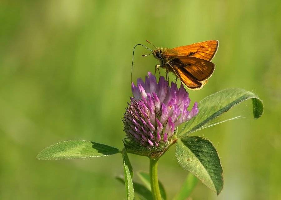 толстоголовка, Cheplenko Aleksey
