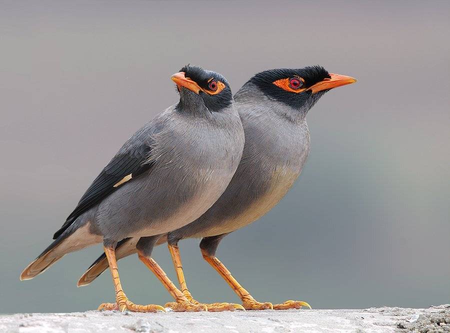 береговая майна, acridotheres ginginianus, скворцы, Sergey Volkov