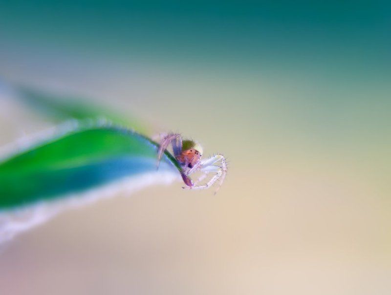 * фото превью