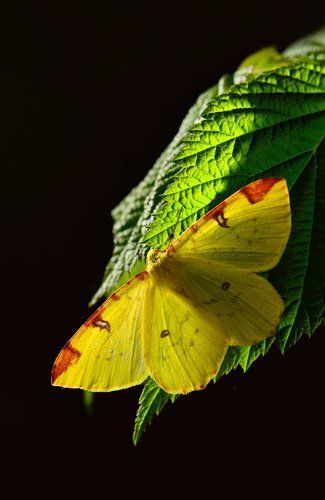 Лимонная долька