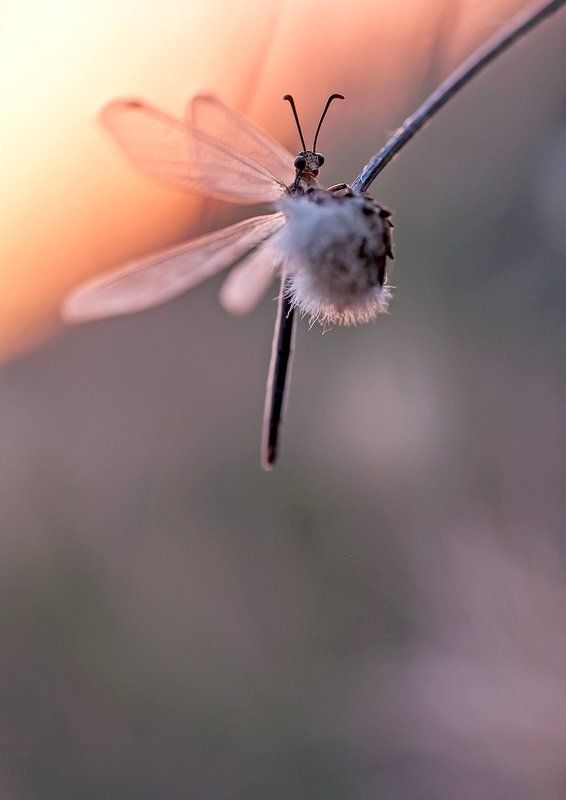 Antlion фото превью