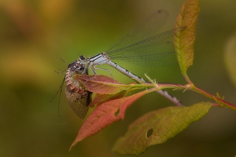 . фото превью
