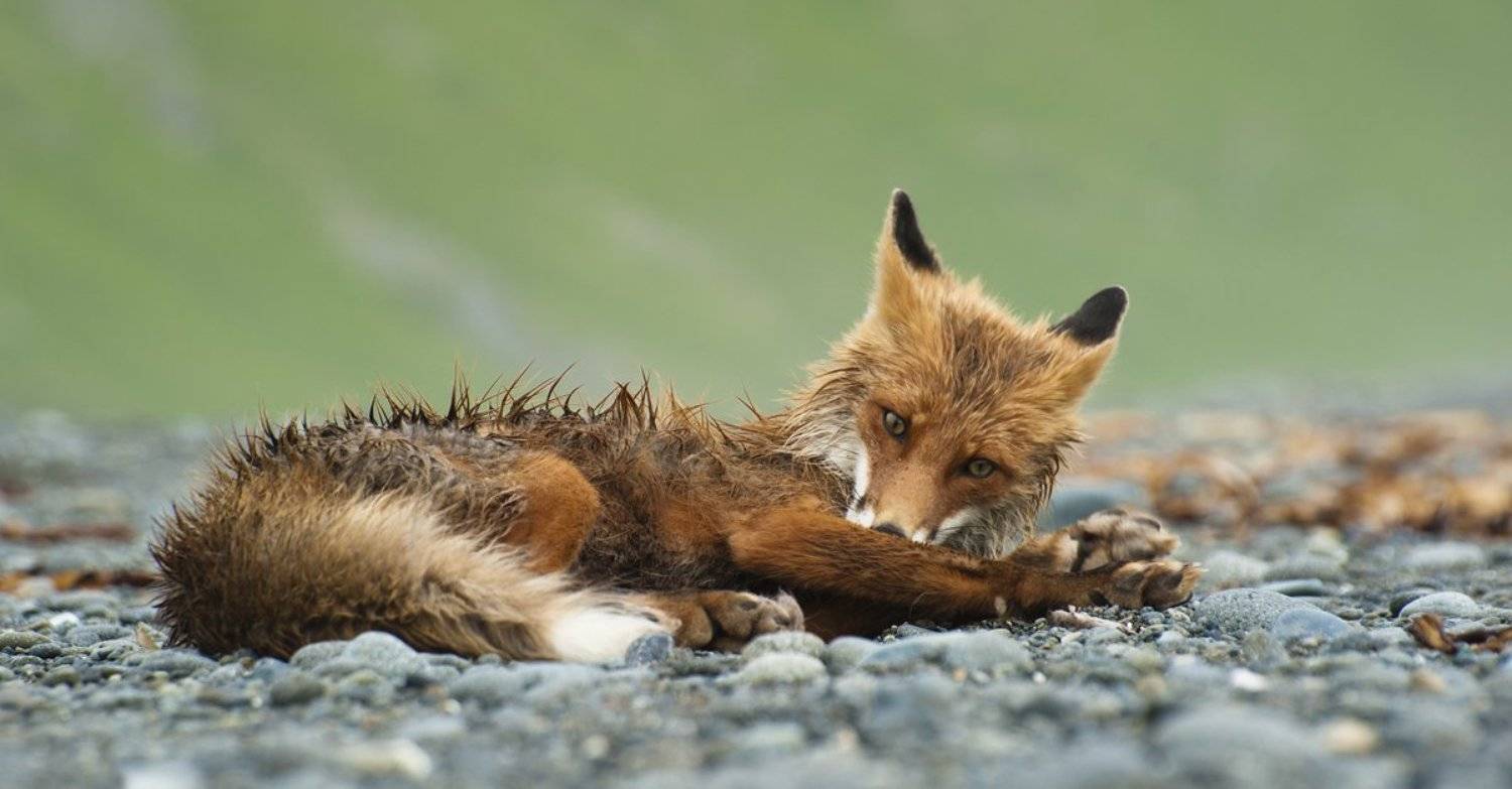 лиса, камчатка, кроноцкий заповедник, Руслан Елисеев