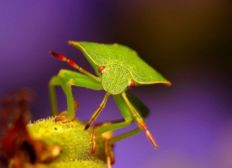 macro, insects, Drink фото превью