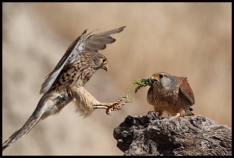кОГДА МУЖ ПРИНОСИТ ЗЕЛЕНЬ фото превью