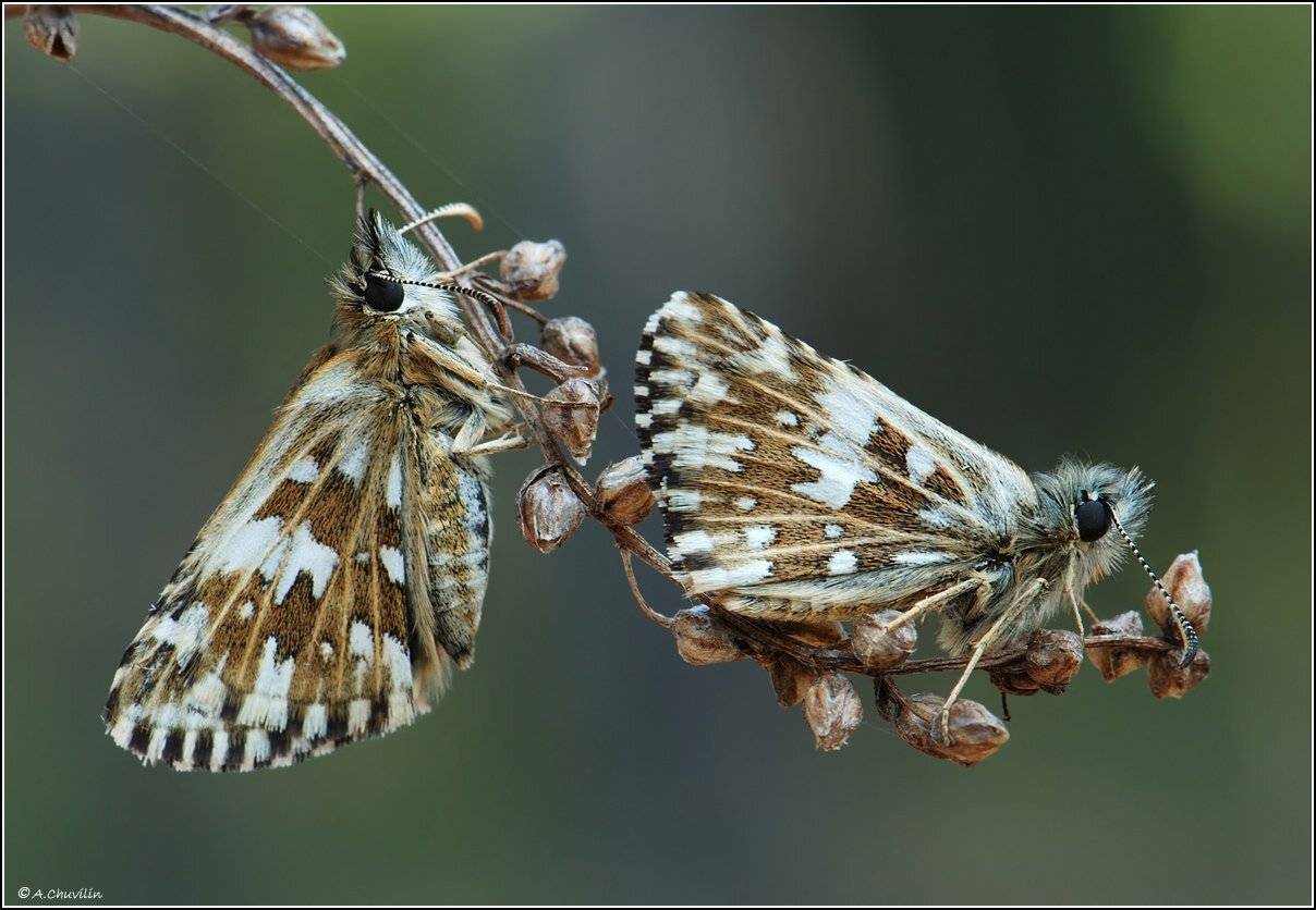 бабочки,толстоголовки,парные,упражнения, Александр Чувилин