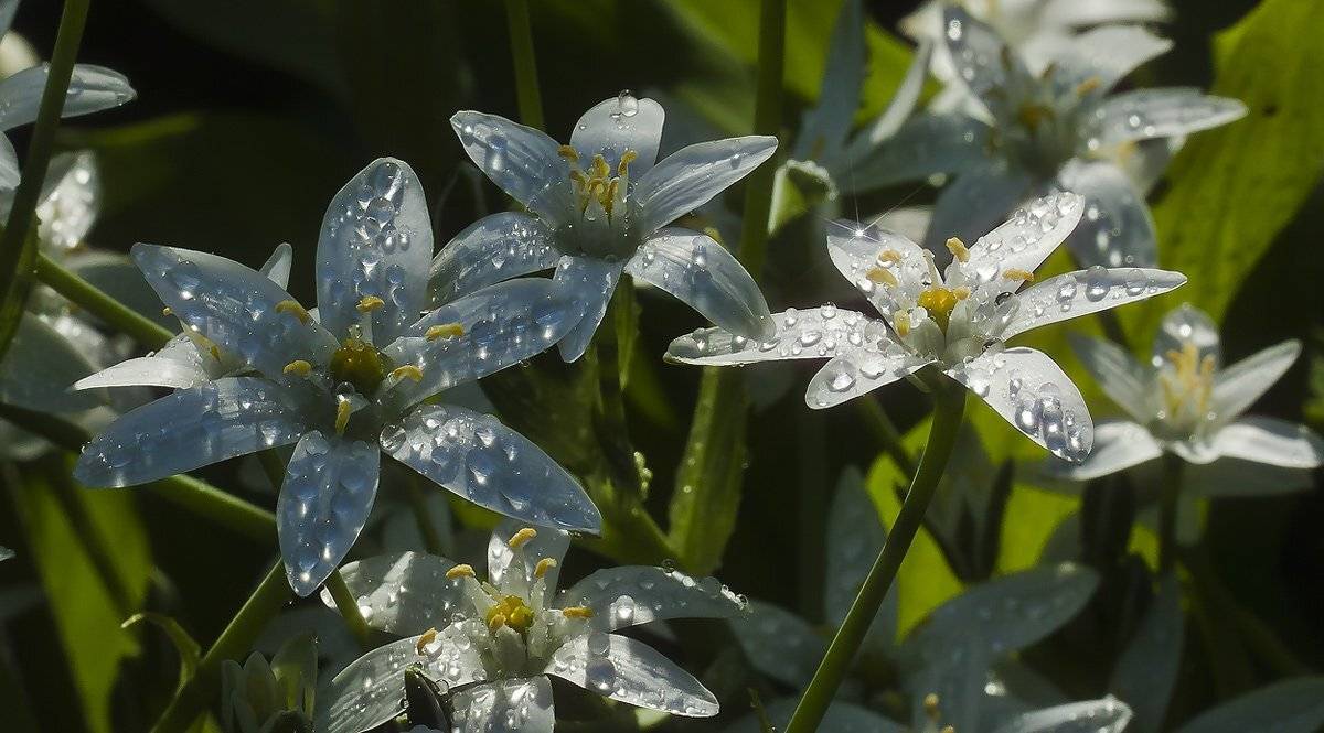 сад, Андрей Леонидович