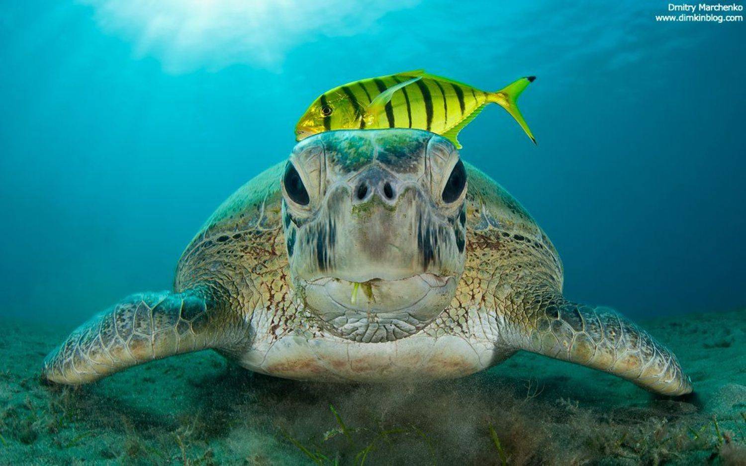 черепаха, зеленая черепаха, turtle, underwater, Дмитрий