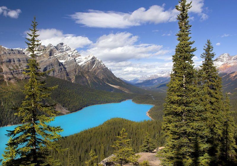 канада, скалистые горы, озеро, пейто, peyto, елки Скалистые горы фото превью