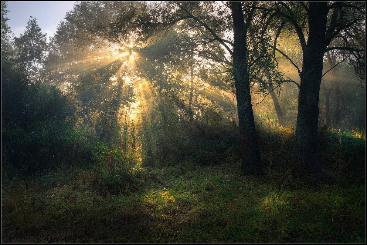 утро, лето, Александр Киценко