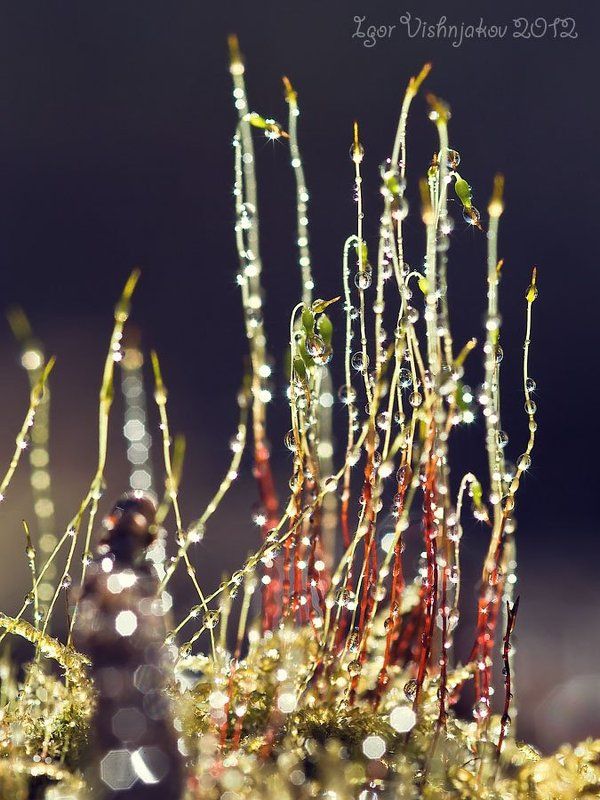 *** фото превью