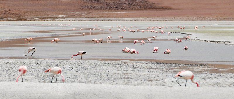 Боливия, солт лейк, где-то высоко в горах фото превью
