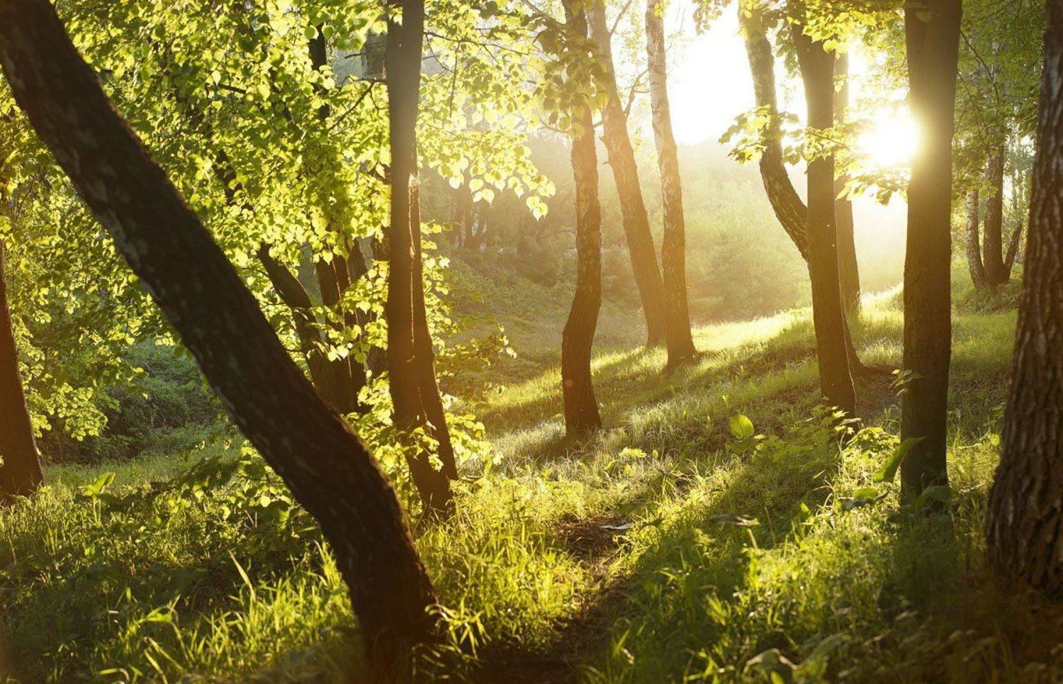 , Роман Белоцерковец