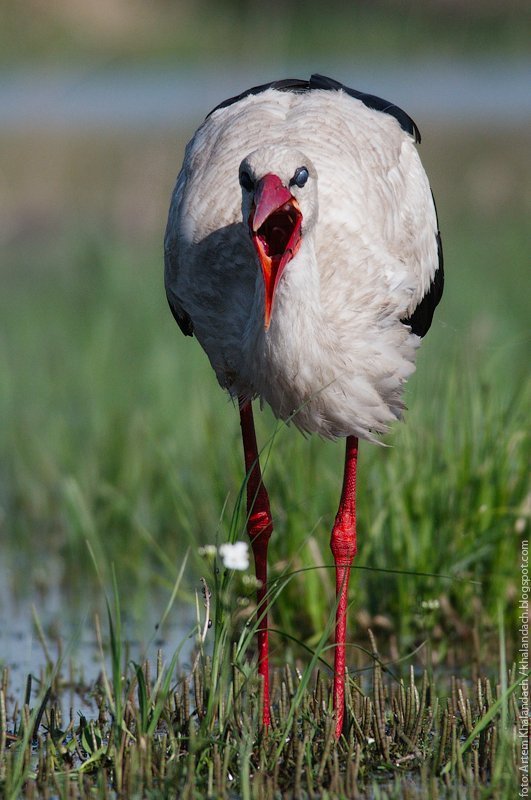 белый аист, беларусь, полесье Спой мне! фото превью