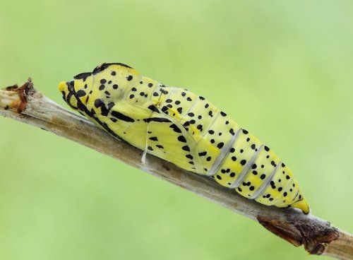 Рождение боярышницы