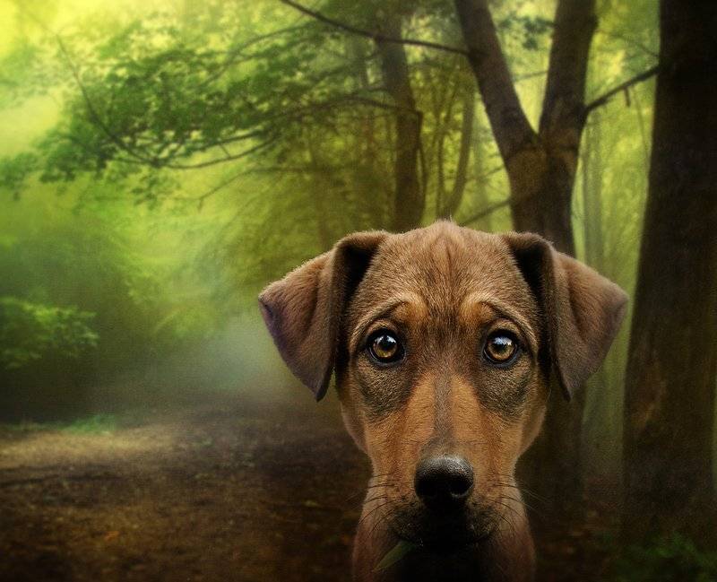 , Светлана Мелик-Нубарова