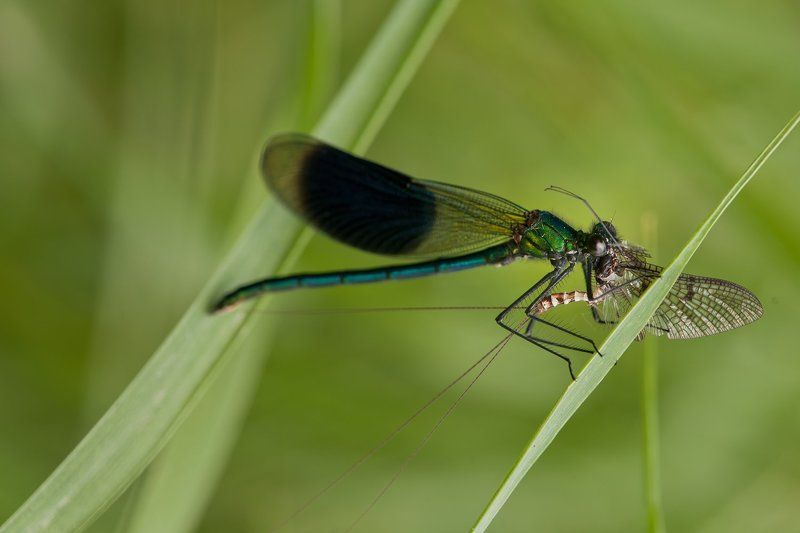 dragonflay фото превью