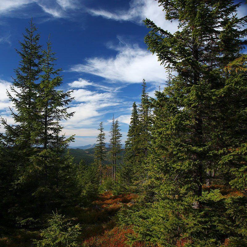 * фото превью