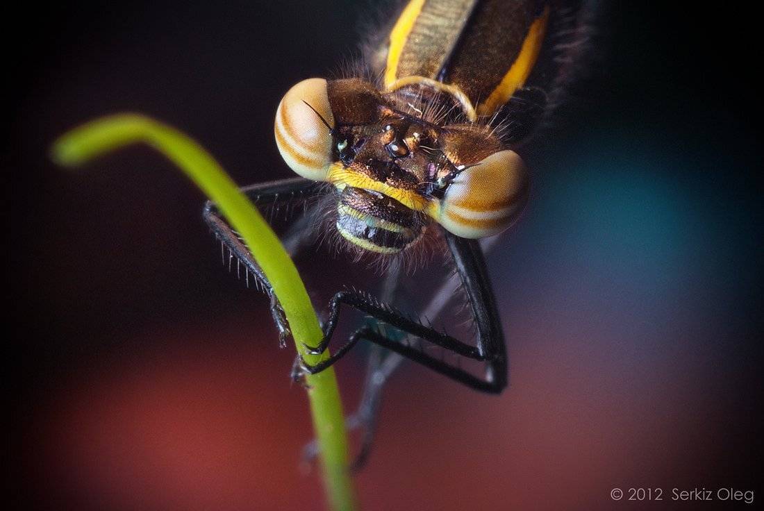 ukraine, eyes, nature, macro, art, legs, face, close up, dragonfly, nikon d80, softbox, chernivtsi, extension tube, odonata, damselfly, macrophotography, diffuser, serkiz oleg, large red damselfly pyrrhosoma nymphula,серкиз олег, Oleg Serkiz