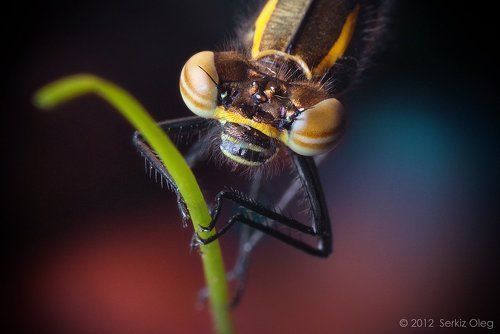 Large Red Damselfly Pyrrhosoma nymphula