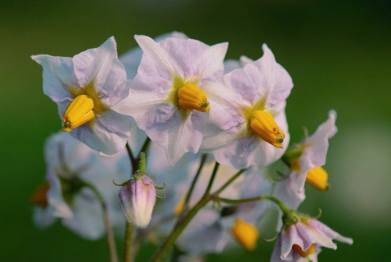 Protato flower фото превью