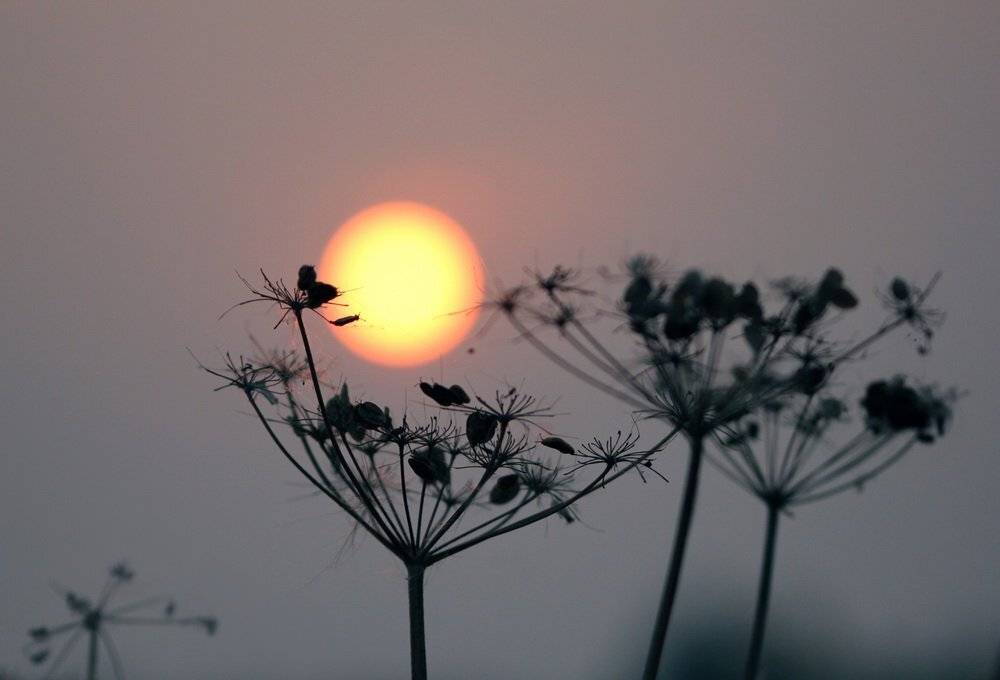 , Дара Пилюгина