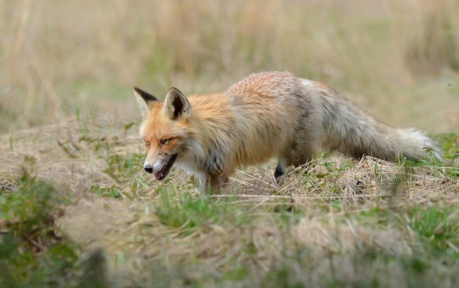 обыкновенная, лисица, Александр Малецкий
