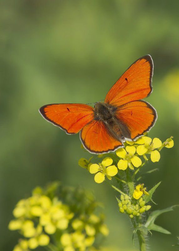 голубянки фото превью