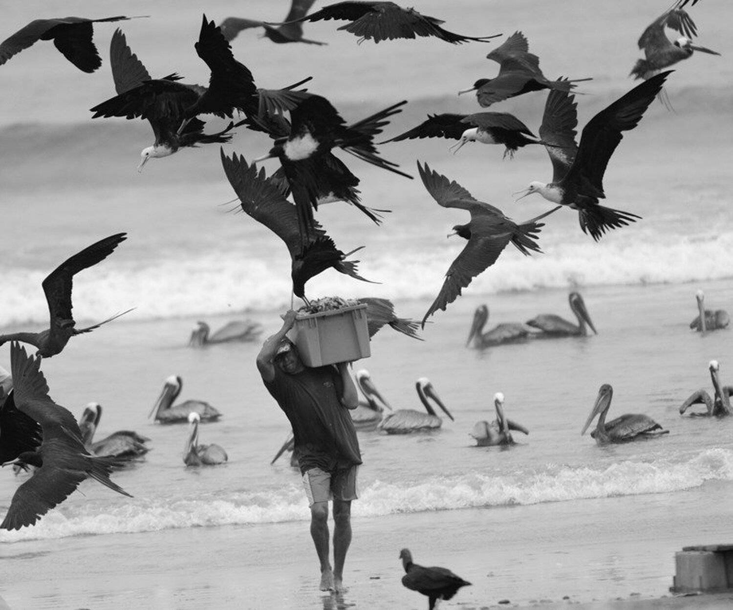 эквадор, фрегаты, рыбак, Sergei Koultchitskii