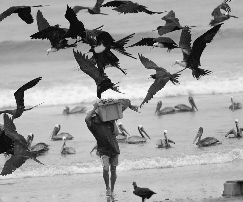 эквадор, фрегаты, рыбак грабеж фото превью