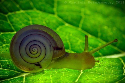 Monachoides incarnata