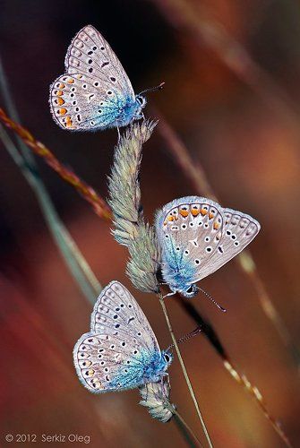 Trio Polyommatus icarus