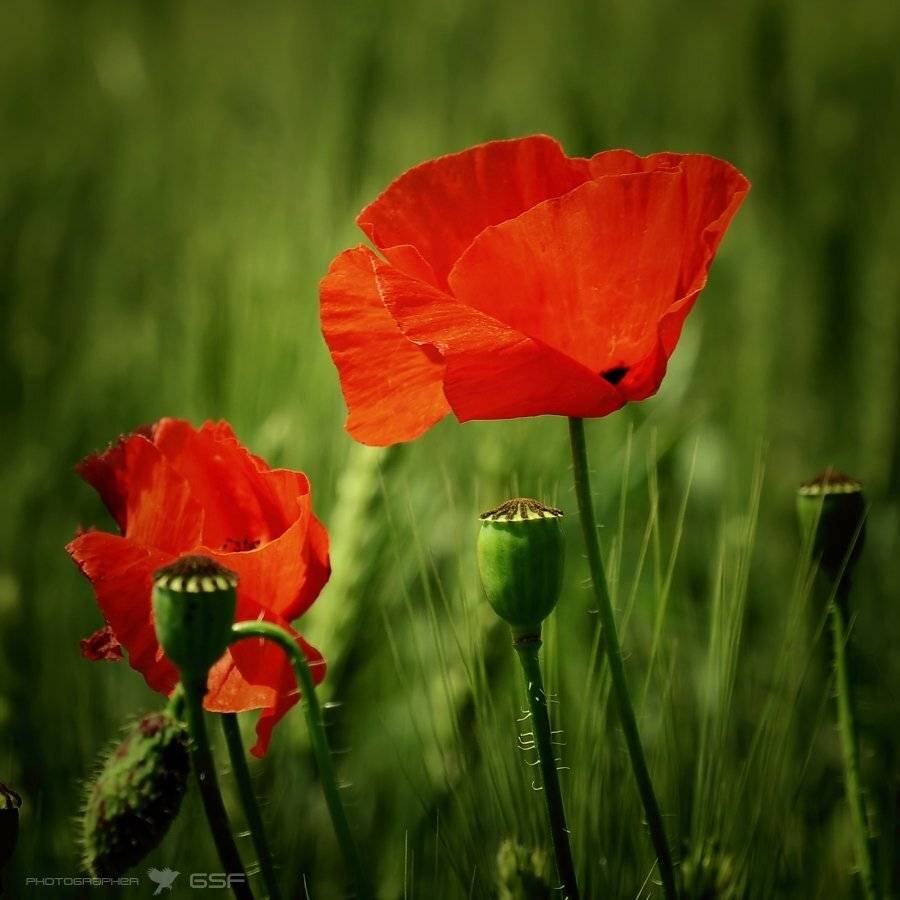 маки, цветы, поле, весна, природа, Serj Master