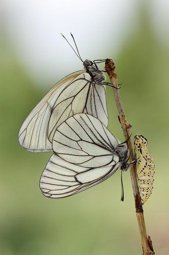 Продолжение истории боярышницы