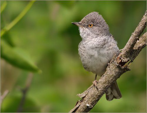 Ястребиная