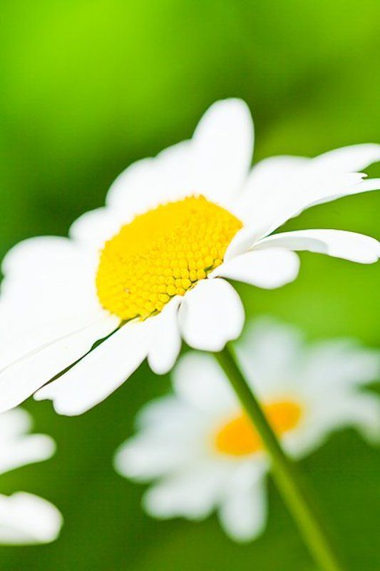 neoromantika *** фото превью