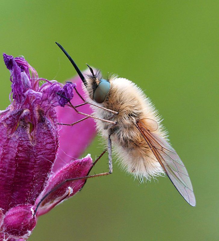 жужжало фото превью
