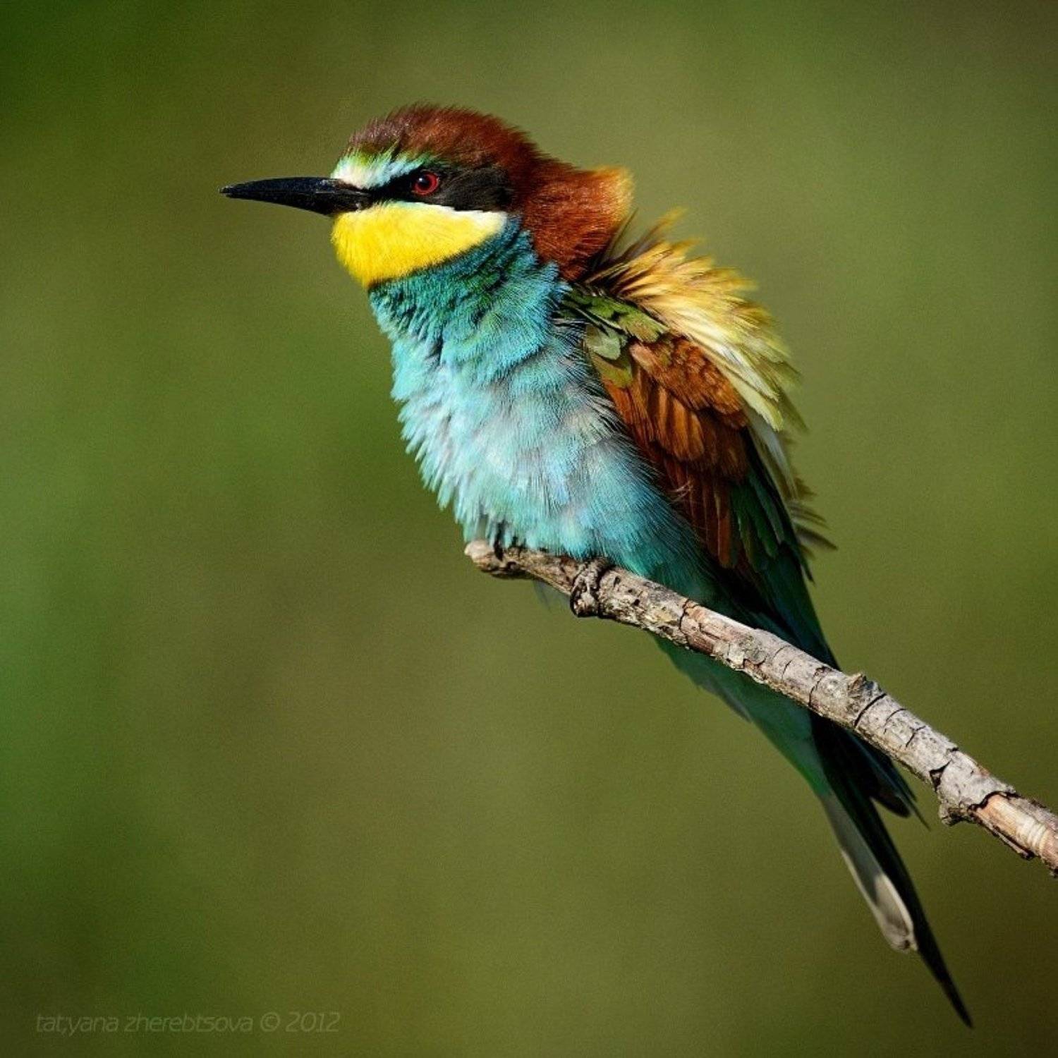 золотистая, щурка, Татьяна Жеребцова