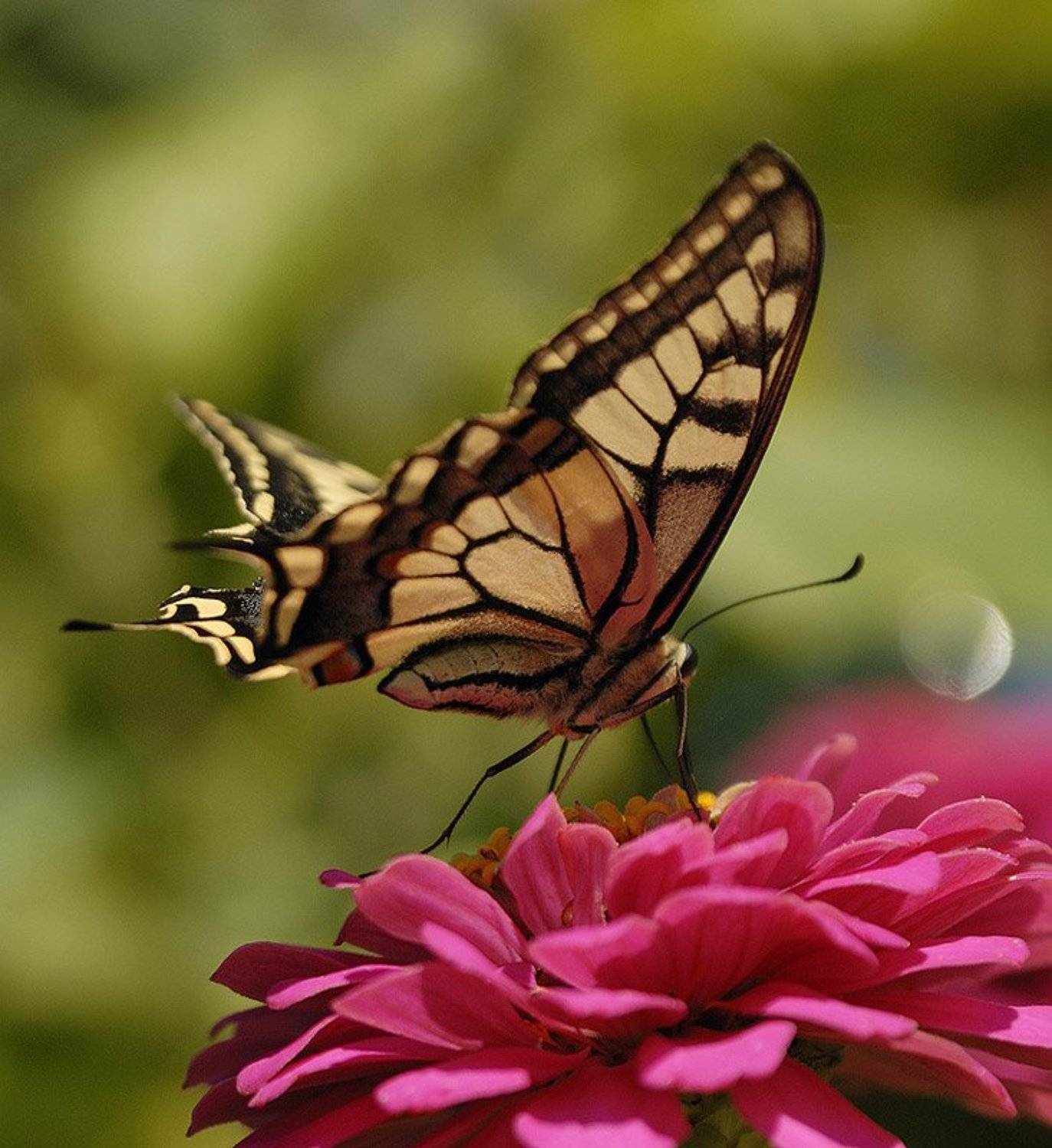 , Александр